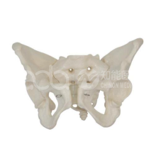 Модель анатомического тазового скелета взрослой женщины в натуральном масштабе