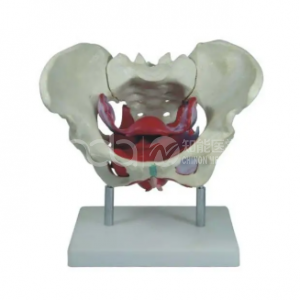 Модель женской тазовой области с мышцами дна таза