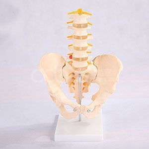 Модель таза в натуральном масштабе с 5 моделями поясничных позвонков