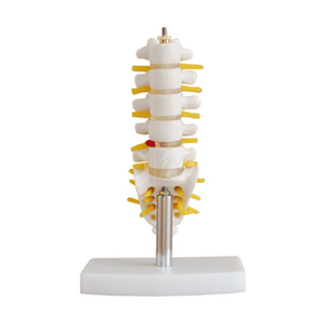 Модель миниатюрного поясничного позвонка с хвостовыми позвонками