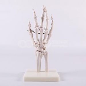 Модель скелета руки в натуральном масштабе