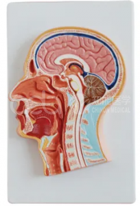 Модель средней части головы
