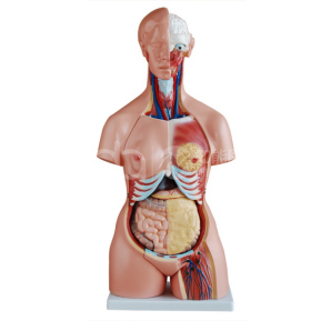 85 см модель туловища для обоих полов (21 часть)