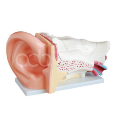 Новая анатомическая модель больших ушей (увеличенная в 3 раза)