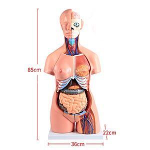 85 см, 40 деталей, модель корпуса для обоих полов
