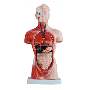 42 см мужской торс анатомической модели (13 частей)