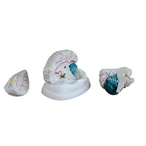 Новая анатомическая модель мозга