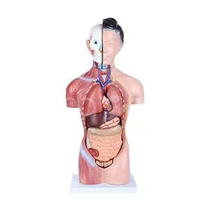 Модель женского торса (15 штук) 42 см