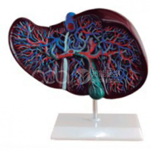 Анатомическая модель печени