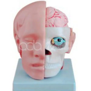 Головная часть Анатомии с моделью церебральной артерии