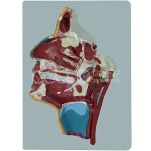 Головная анатомическая модель