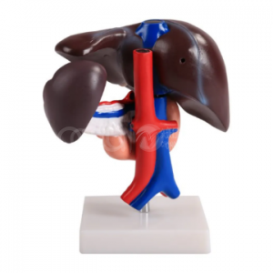 Модель печени, поджелудочной железы и двенадцатиперстной кишки