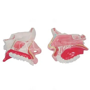 Модель анатомии носа