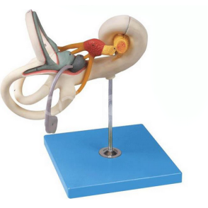 Увеличенная модель лабиринта внутреннего уха