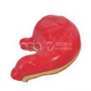 Модель анатомии желудка