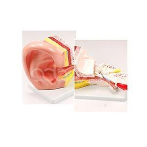 Анатомическая модель среднего уха