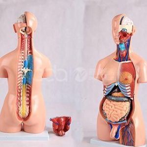 85 см модель туловища для обоих полов (23 детали)