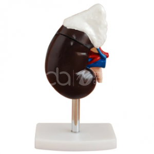 Человеческая почка с надпочечниками