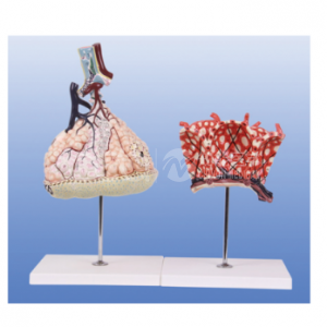 Модель альвеолярных листьев легких