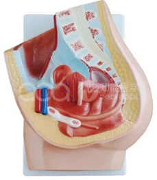 Женская сагиттальная анатомическая модель 2 части