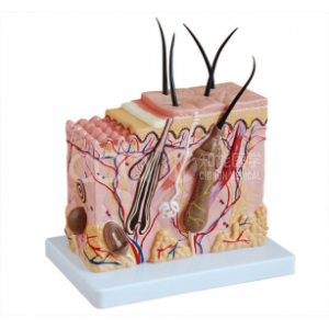 Нейтральная модель увеличения кожи