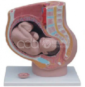 Сагиттальная анатомия женского пола (4 части)