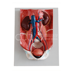 Модель мочевыделительной системы