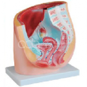 Сагиттальная анатомия женского пола