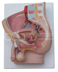 Мужская сагиттальная анатомическая модель (2 части)