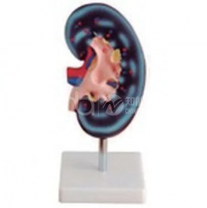 Модель анатомии почек