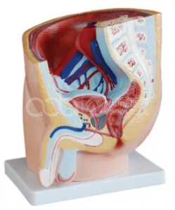 Мужская сагиттальная анатомия