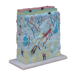 Модель увеличения кожи