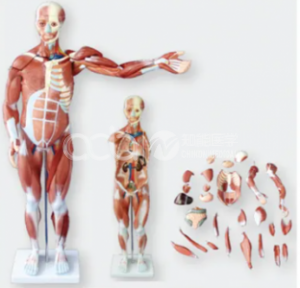 Модель анатомии мышц всего тела с внутренними органами (80 см)