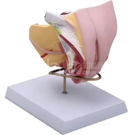 Модель анатомии внешних гениталий у женщин