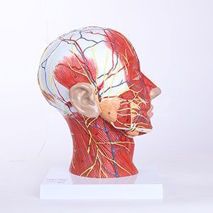 Нейроваскулярная модель головы и шеи