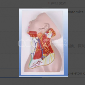 Анатомическая модель шейного отдела позвоночника