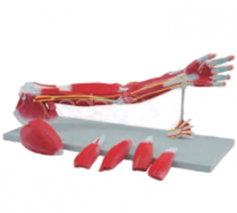 Анатомическая модель мышц верхних конечностей