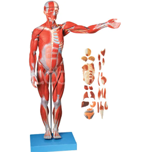 Анатомия мышц всего тела с моделью внутренних органов (170 см)