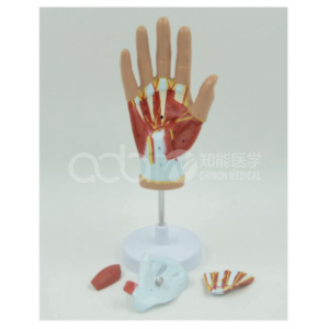 Модель мышц руки с основным сосудистым нервом