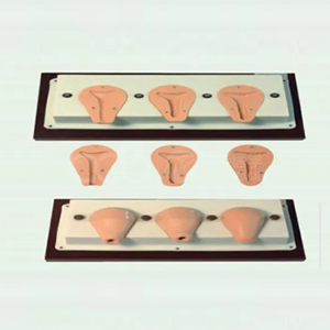 Передовая модель искусственного аборта матки, анатомическая модель матки