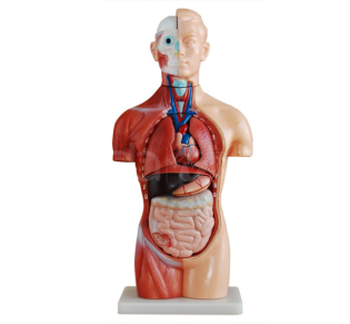 42 см, 18 частей, асексуальная модель туловища