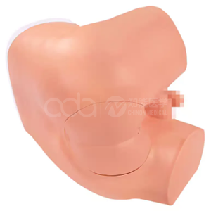 Продвинутая модель осмотра прямой кишки DRE