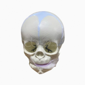 Модель черепа для младенцев