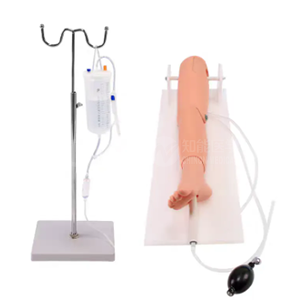 Модель пунктирования кости и пункции бедренной вены