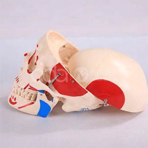 Натуральная модель черепа с цветными мышцами