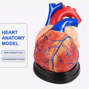 Модель анатомии сердца 4 раза