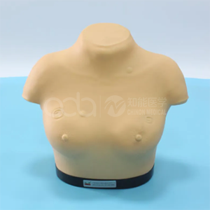 Модель для осмотра и пальпации молочных желез в зрелом возрасте