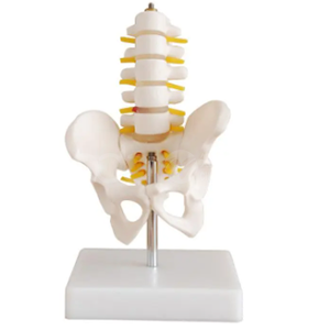 Модель малого таза с пятисекционной поясничной областью