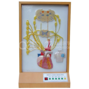 Электрическая модель иннервации сердца