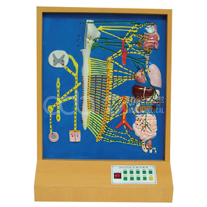 Электрическая модель автономных нервов